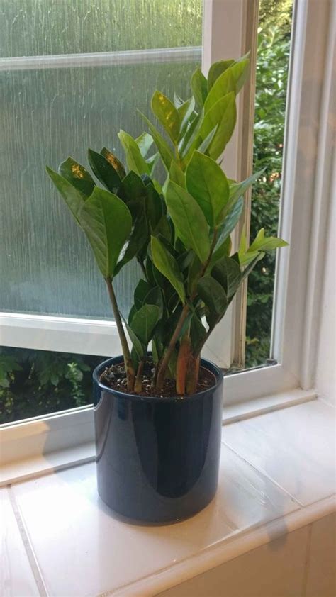 Then place the zz plant inside it. ZZ Plant Gem Small | HeyPlants