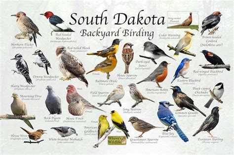 Birds Of South Dakota Backyard Birding Photo Identification Etsy