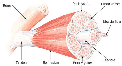 • explain how tendons and ligaments support the structure of a joint. Physiological Mechanism of Stretching - AQUA4BALANCE