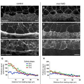 Plant cells are unique among eukaryotic cells because they are capable of creating their own these are rods of actin, a globular protein, that act as structural components of the cytoskeleton, helping to keep the cell's shape. Drosophila misshapen is required for actin-based cell ...