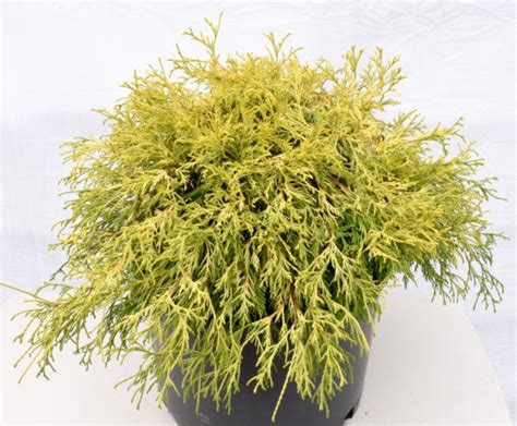 Check spelling or type a new query. Golden Mop Threadleaf False Cypress | Plants4Home