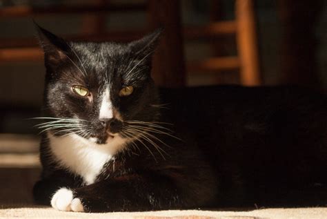Lost Cat Black And White Tuxedo Cat In Pinehurst Update Found Pets