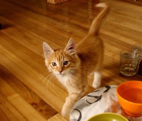 Check spelling or type a new query. orange kittens for sale | Cute Cats Pictures