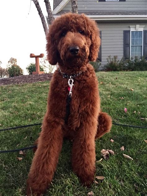 112016 Simons First Haircut Red Standard Poodle Standard Poodle