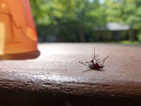 The time comes when mosquitoes are all over your house, and you get tired and sick of swatting them, you begin searching for different solutions you just need to make sure to spread it over every month and especially during the mosquito spell. How to Get Rid of Mosquitoes Inside the House