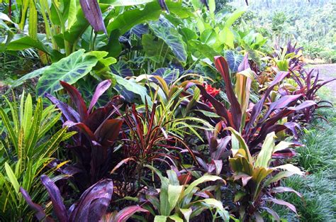 El Arish Tropical Exotics Lush Tropical Plants For