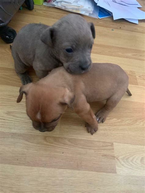 I Have 6 Puppies For Sale In Deeping St James Cambridgeshire Gumtree