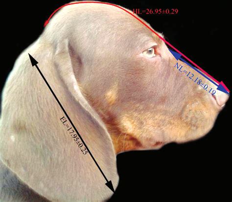 Head Structure Of Tarsus Çatalburun Dog With Some Measurement Points On