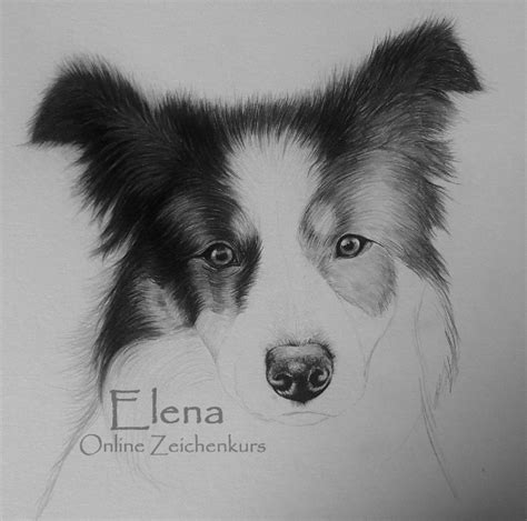 Bild entdeckt von aurora gu ae jeong. Tiere realistisch zeichnen - Grundlagen von Elena ...