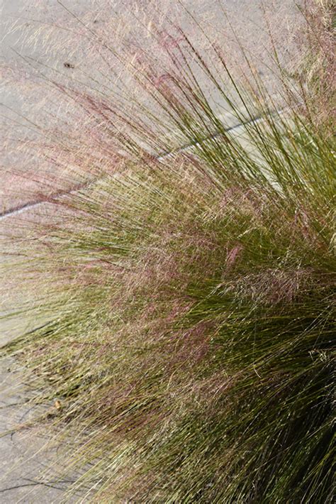 Maybe you would like to learn more about one of these? Hairawn Muhly (Muhlenbergia capillaris) in Long Island ...