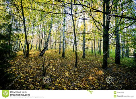 Beautiful Autumn Forest Stock Photo Image Of Flora Bark 61082750