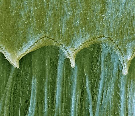 Cochlea Tectorial Membrane Sem Photograph By Oliver Meckes Eye Of