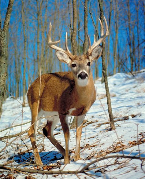 White Tailed Deer Habitat Diet And Adaptations Britannica