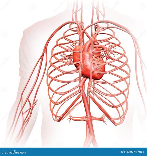 Human Circulatory System Stock Illustration Illustration Of Biology