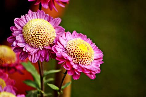 Most of these pictures feature beautiful beach scenes with people, sand, ocean and palm trees and make excellent hd desktop wallpapers. 17 Most Beautiful Flower Free Download