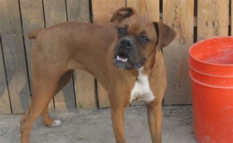 7 Things You Didnt Know About The Miniature Boxer