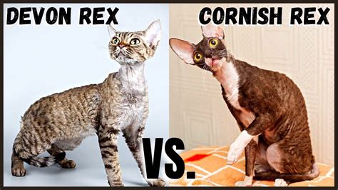 Devon Rex Cat Vs Cornish Rex Cat Youtube