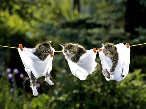 Kittens On A Clothesline Kittens Cutest Cool Pets Funny Animal Photos