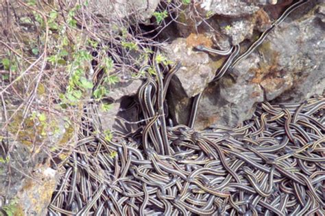 Snakes Den As A Biomimicry Inspiration — Being Here