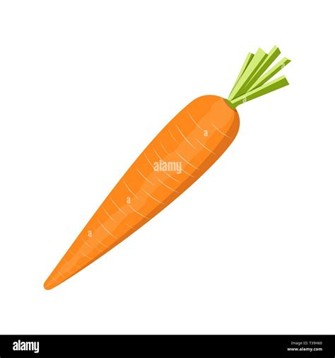 Carrot Vegetable Isolated On White Vector Illustration In Flat Style