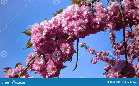 Japanese Flowering Cherry Tree Branches Of Sakura Japanese Cherry