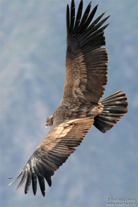 The central andes form the broadest part of the mountain system. Condor des Andes immature - frle35516