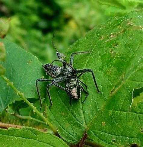 Wheel Bug With A Japanese Beetle Arilus Cristatus Bugguidenet
