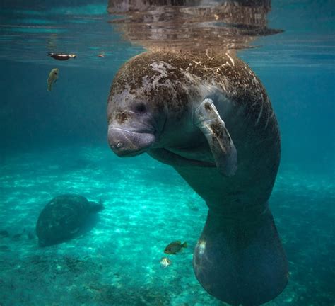 Dugong seekuh in ägypten/ im roten meer. Seekuh: Steckbrief, Lebensraum und Fortpflanzung - Taucher.de