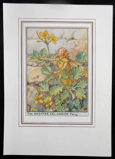 Greater Celandine Flower Fairy Vintage Print C1950 Cicely Flower