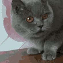 Cats GIF Cats Discover Share GIFs