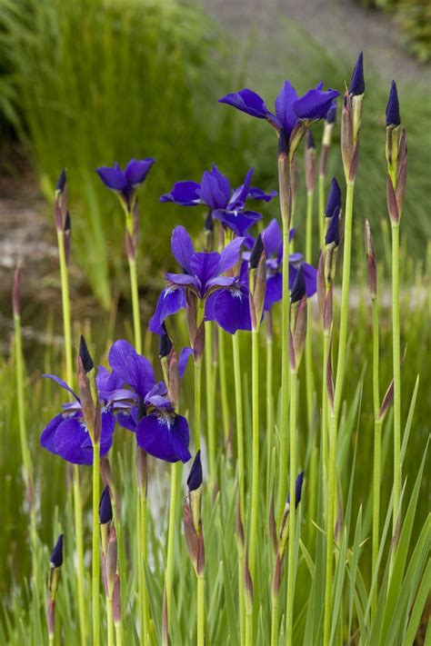 Now, make your list from our favorite winter flowers so you can plan a spectacular garden that shines in every season. Top 10 Plants That Will Survive The Winter - Top Inspired