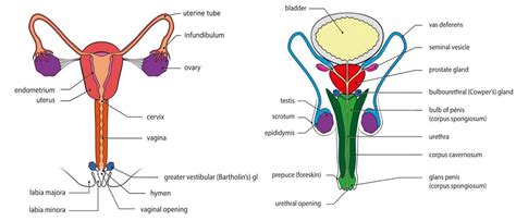 Testis And Ovary — Lesson Science Cbse Class 10