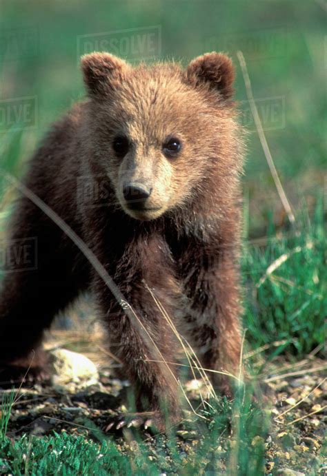 Usa Alaska Denali National Park Grizzly Bear Cub Ursus