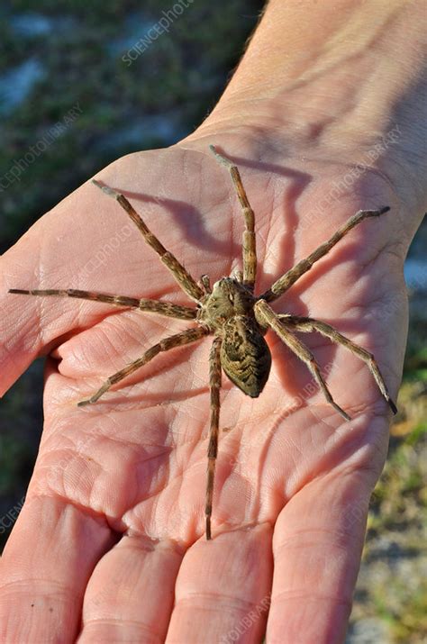 Okefenokee Fishing Spider Stock Image F0316050 Science Photo Library