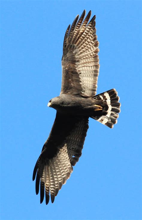 Zone Tailed Hawk Guide Buteo Albonotatus Birding Insider