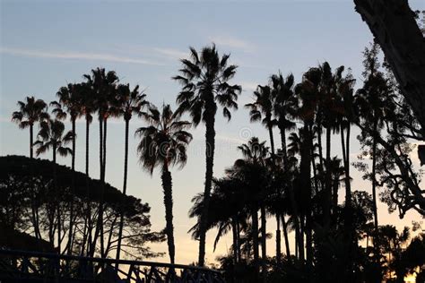 Beautiful Palm Trees At Sunset In San Diego Zoo Stock Photo Image Of