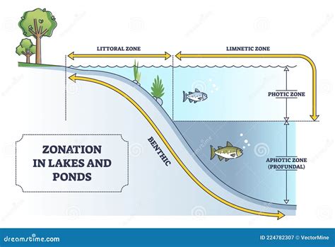 Zonation In Lakes And Ponds As Educational Freshwater Levels Outline