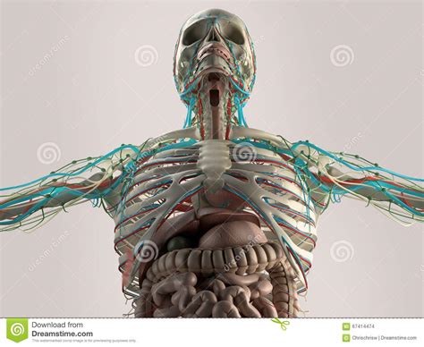 However, once the anatomic layers and tissue sheets are dissected, the anatomy of nerve structures without the tissue sheaths around them is of little the goal of this chapter is to provide a generalized and rather concise overview of anatomy relevant to the practice of regional anesthesia; Human Anatomy Chest From Low Angle. Bone Structure. Veins ...