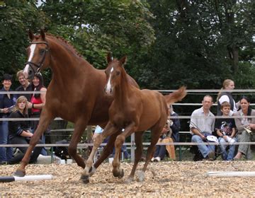 We did not find results for: Fohlenschau am 3. August 2014 - Trakehnerhof St.Vitus