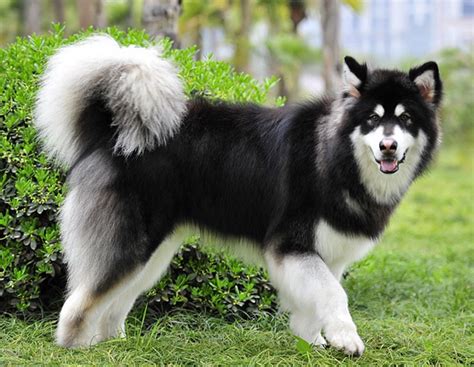這種 犬 與同在 阿拉斯加 的其它犬種不同，四肢強壯有力，培育它的目的是為了耐力而不是速度，因而它們的主要用途是拉 雪橇 。. 雪橇狗阿拉斯加 _排行榜大全