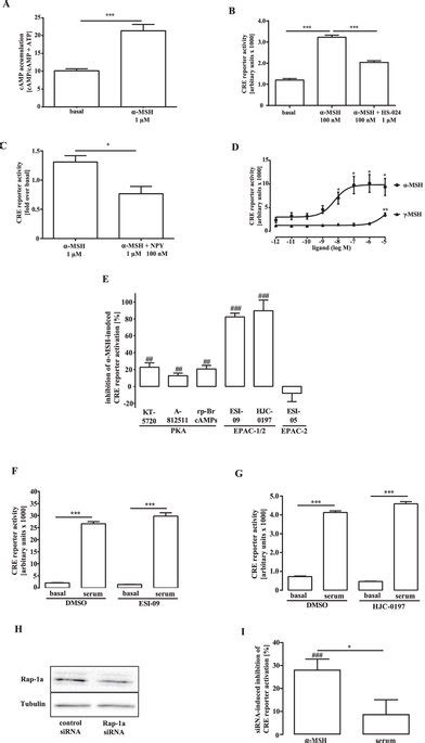 Significant Role For Epacs In Msh Induced Cre Activation