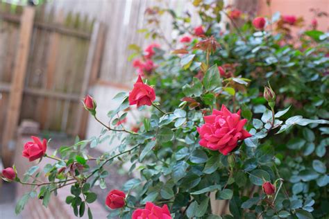 15 Types Of Roses To Consider For Your Garden