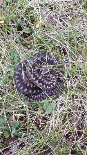 Næring og handel mo i rana er et handelssenter med et stort utvalg av butikker, samt mange leverandører til nærings­livet.mo industripark har over 100 virksomheter, med bl.a. Huggorm, hoggorm - Vipera berus - Naturfakta