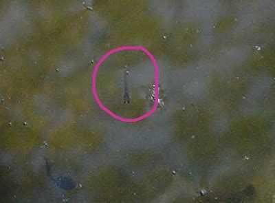 This is a female koi fish full of eggs and ready to spawn #koi #koifish #femalekoifish #koibreeding #koipond. Ecoleeko: Baby Koi Everywhere!