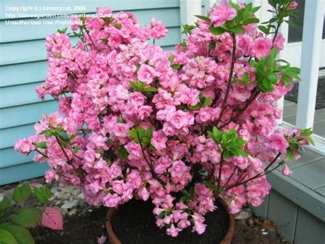 Maybe you would like to learn more about one of these? What are some shade-loving shrubs for temperature zone 5 ...