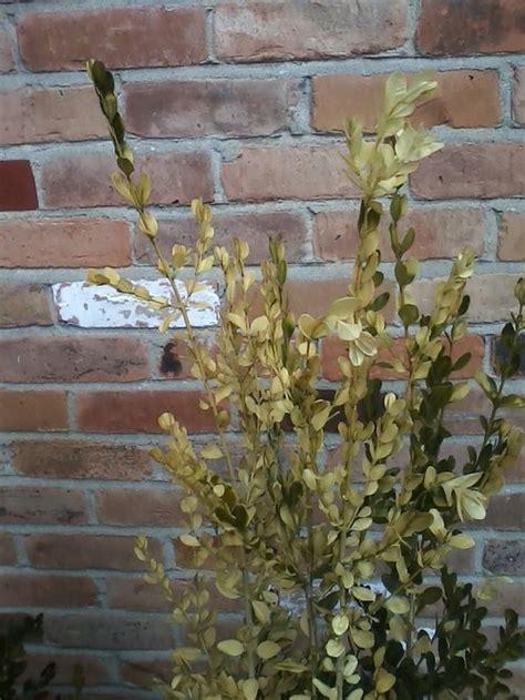 Is this fatal or can they be treated? Green Tower Boxwood Winter Burn