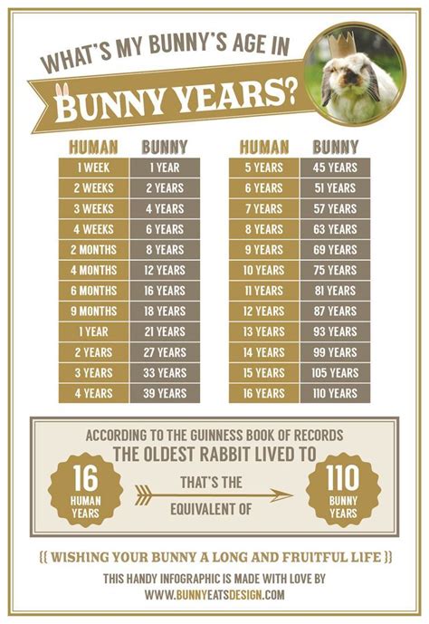 What's my bunny's age in rabbit years? A handy info graphic by