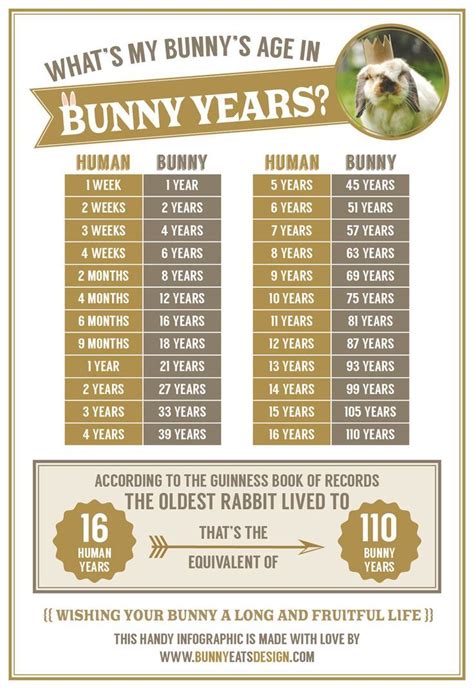 Whats My Bunnys Age In Rabbit Years A Handy Info Graphic By