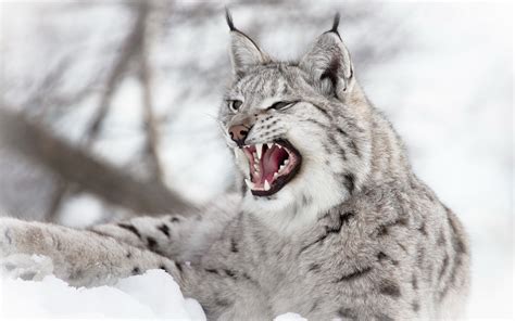 The lynxes of eastern siberia consistently reach the greatest size. animals, Lynx, Nature, Snow, Wildlife, Depth Of Field ...