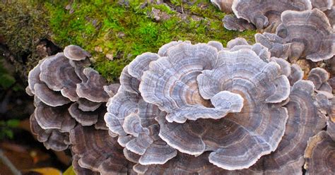 Psychedelic Mushrooms Found In Michigan All Mushroom Info